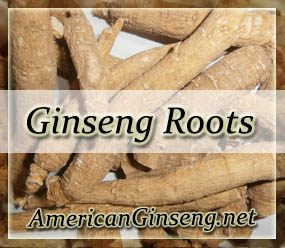 American Ginseng from Wisconsin